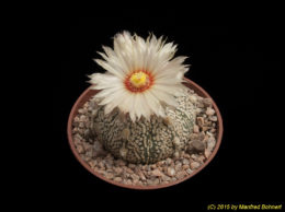 Astrophytum cv. Superkabuto 3424